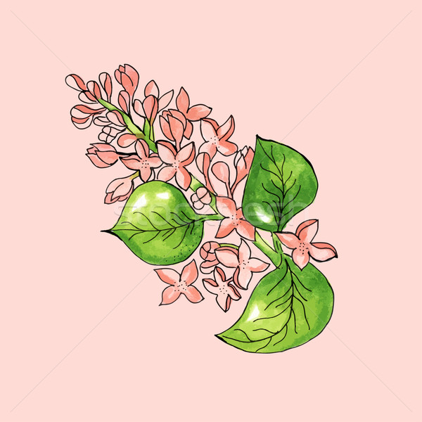 600x600 Blossoming Branch Of Apple Tree On Pink Background. Watercolor