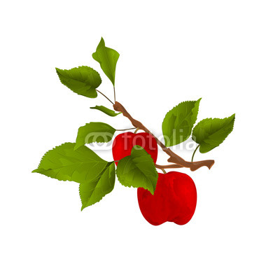 400x400 Branch Apple Tree With Red Apples And Leaves On White Autumn