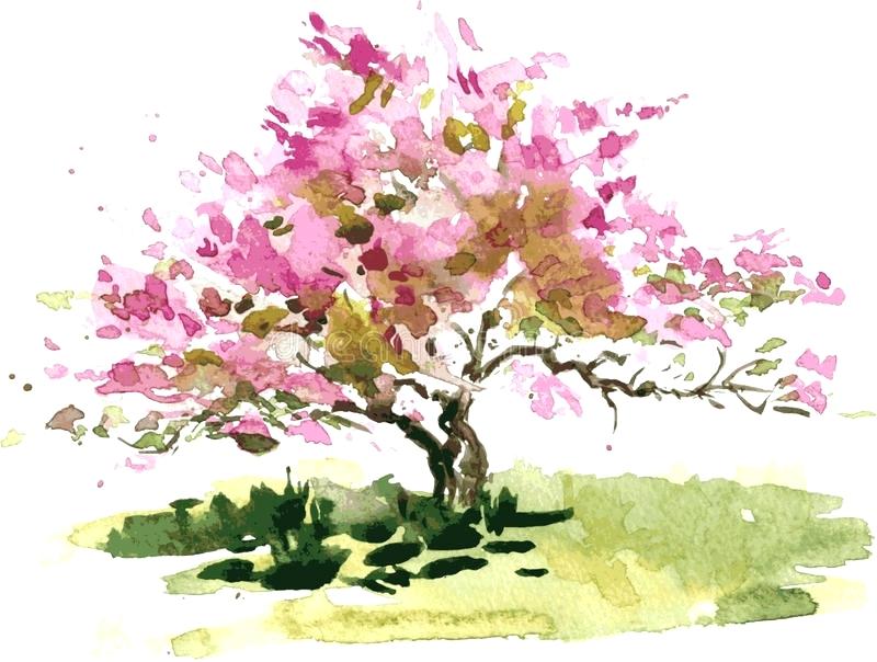800x604 Cherry Tree Paint Cherry Blossom Watercolor Painting Cherry