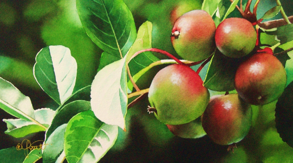 1200x666 Contemporary Realism The Apple Tree Instructional Watercolor Dvd