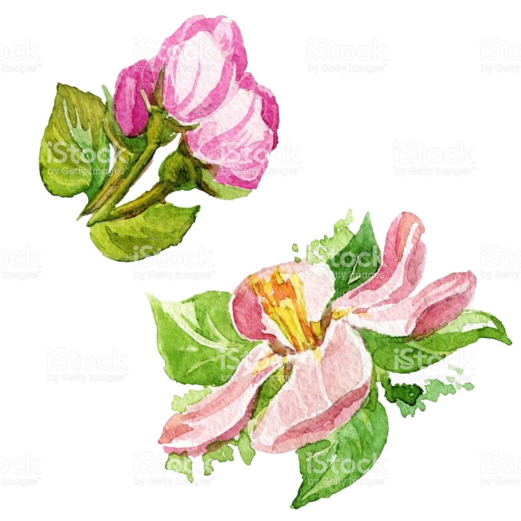 1024x1024 Flower Apple Tree Botanical Art Image Clip