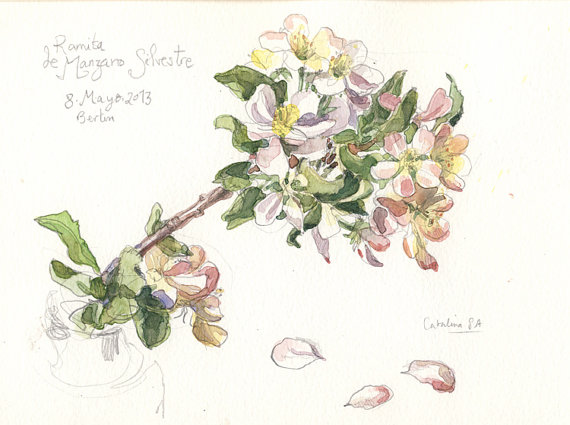 570x425 Original Watercolor Apple Blossom, Watercolor Drawing. Botanical
