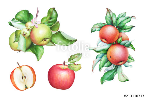 500x340 Watercolor Hand Drawn Apple Tree Branches With Apples And Leaves