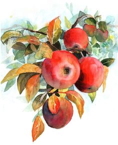 236x290 Watercolor Image Of An Apple Tree Branch With Green Leaves And