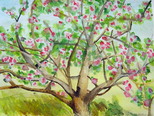 600x452 Watercolour Apple Tree By Anjellyjoy