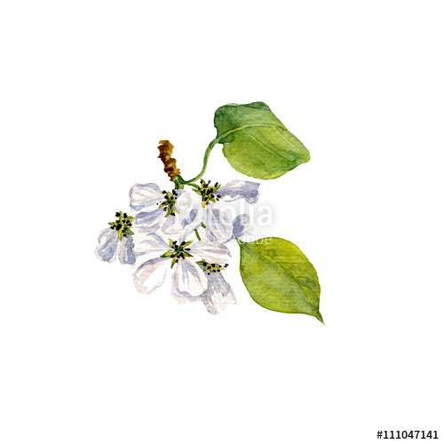 500x500 Watercolor Apple Tree Flowers Stock Photo And Royalty Free Images