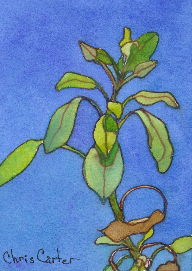 638x900 Black Bush Sage Plants Artist Trading Cards Ink Watercolor Chris