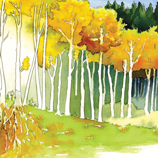 540x540 Aspen Trees Prints And Stationary Cards