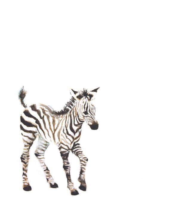 570x738 Baby Zebra Watercolor Print Animal Painting
