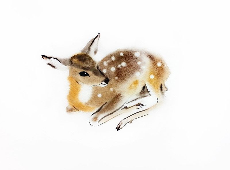 800x591 Fawn Lying Down