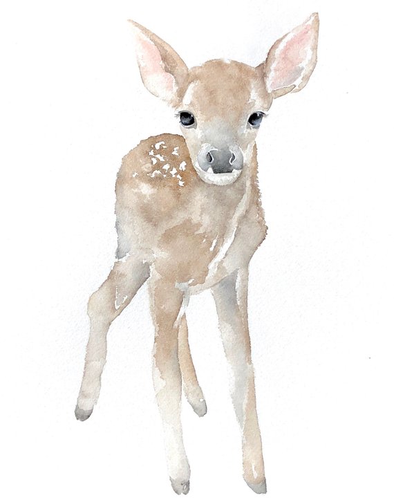 570x726 Watercolor Deer Baby Deer Nursery Art Baby Animals Etsy