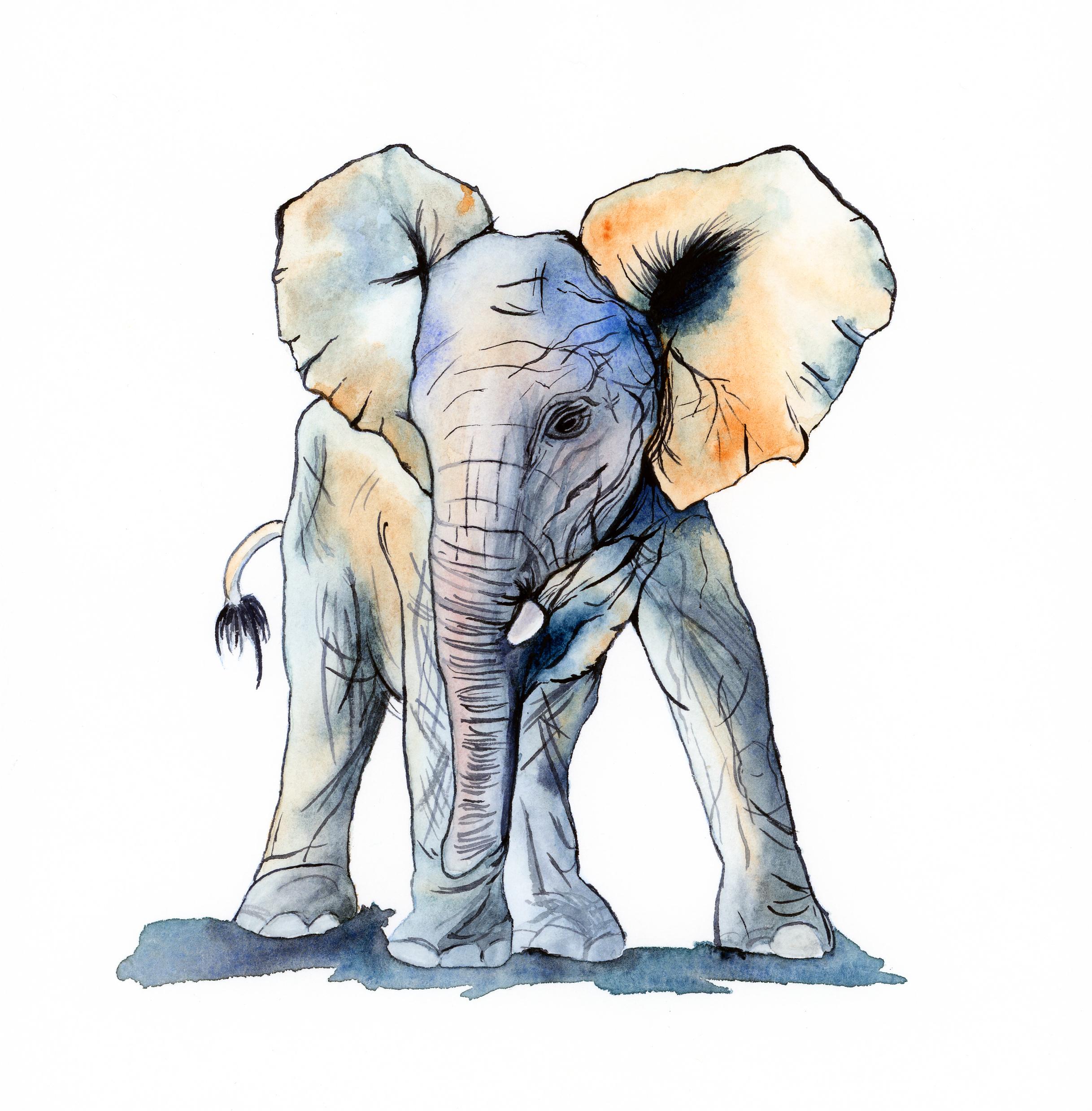 2435x2478 Watercolor Baby Elephant By My Wife Katlyn Watercolor