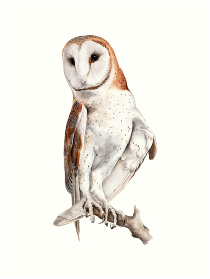 413x549 Barn Owl Watercolor Art Prints By Jotalara Redbubble