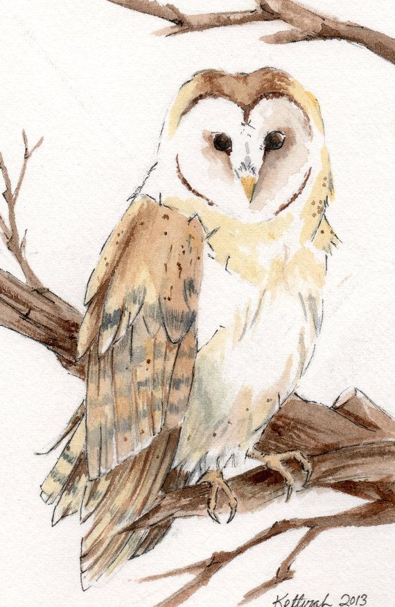 570x874 Barn Owl Watercolor Painting, Wildlife Art, Oswoa Art Animals