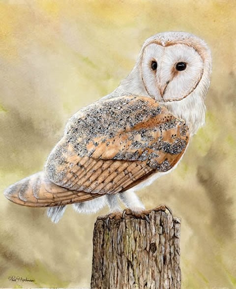 480x588 Barn Owl In Watercolouracrylic By Paul Hopkinson