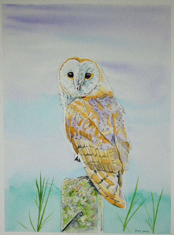 594x800 Barn Owl Watercolour