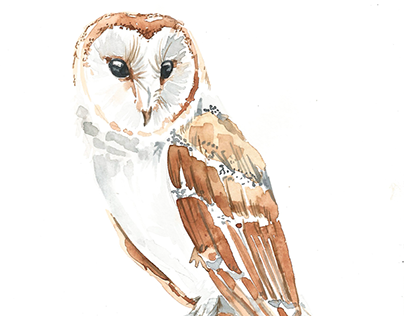 404x316 A Watercolor Barn Owl On Behance