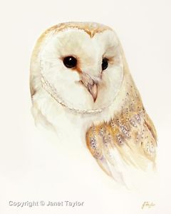 240x300 Barn Owl Fine Art Print Of A Watercolour Painting By Jan Taylor