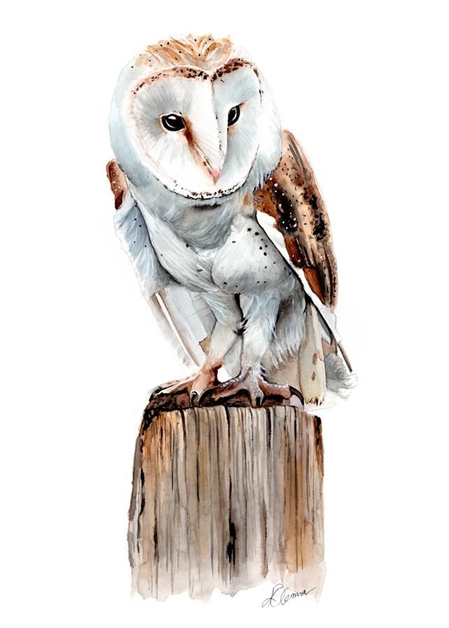 643x900 Barn Owl, Watercolour, 16x12 Art