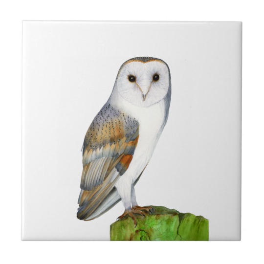 540x540 Barn Owl Bird Watercolor Nature Artwork Tile