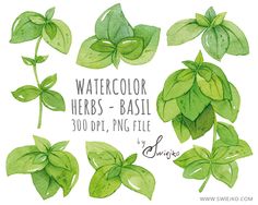 Watercolor Basil