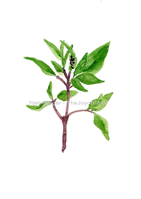 570x806 Basil Art Print, Basil Watercolor Print, Herbs Art, Botanical Art