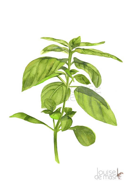 570x804 Basil Print Of Watercolor Painting A4 Size Print B17917 Etsy