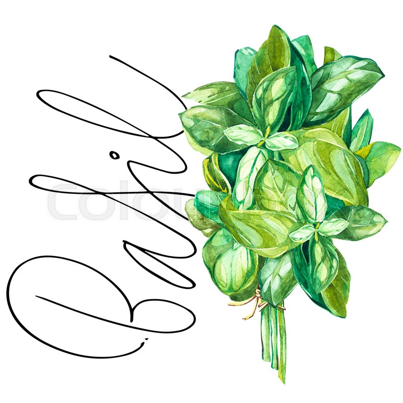 800x800 Basil. Botanical Drawing Of A Basil Leaver. Watercolor Beautiful