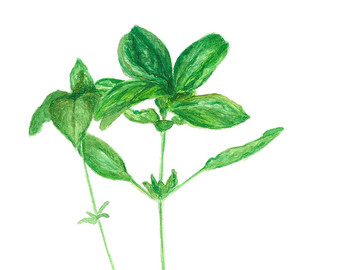 340x270 Botanical Herb Watercolor Paintings Herb Names Kitchen Art