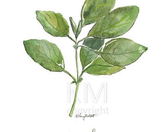 340x270 Digital Download Framed Basil Herb Illustration Transfer Clip