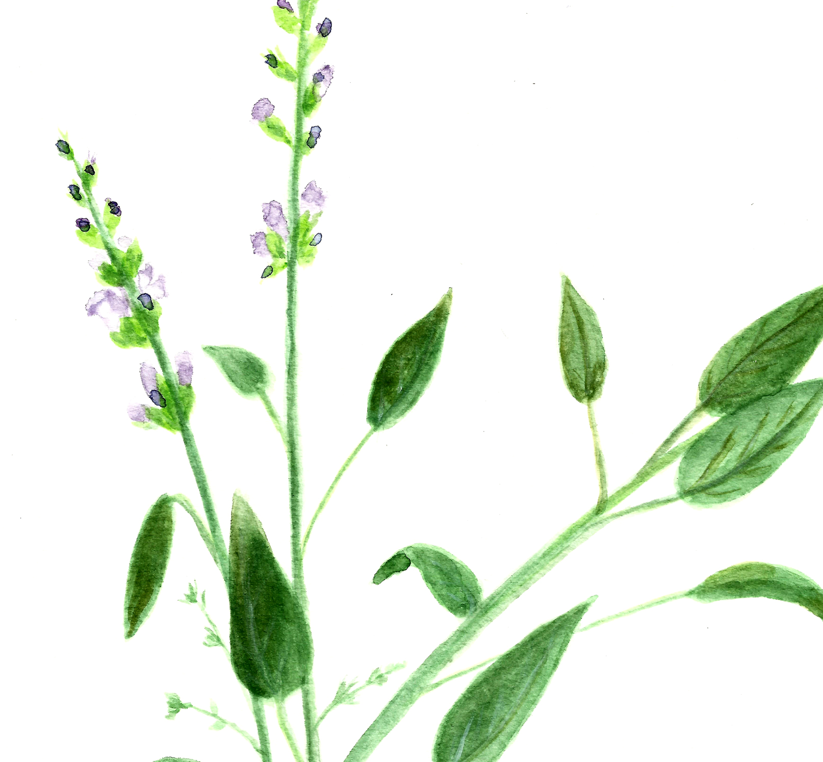 1614x1494 Free Basil And Sage Herb Watercolor Printables!
