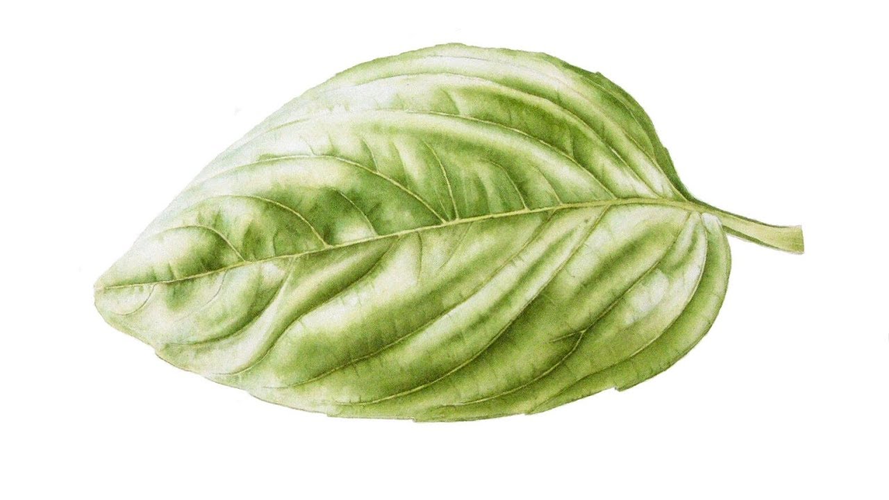 1280x720 How To Paint Realistic Shine Amp Shadow On A Sweet Basil Leaf In
