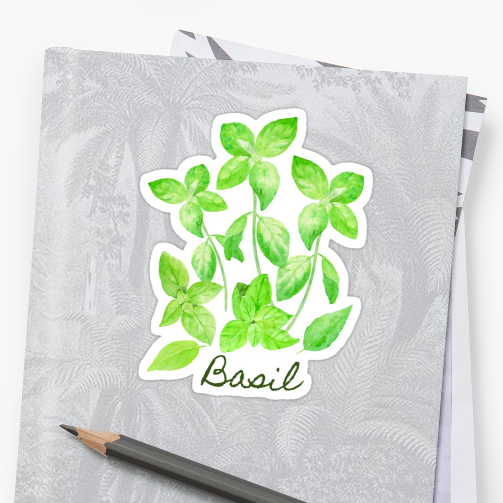 1000x1000 Watercolor Basil Illustration Stickers By Cornercroft Redbubble