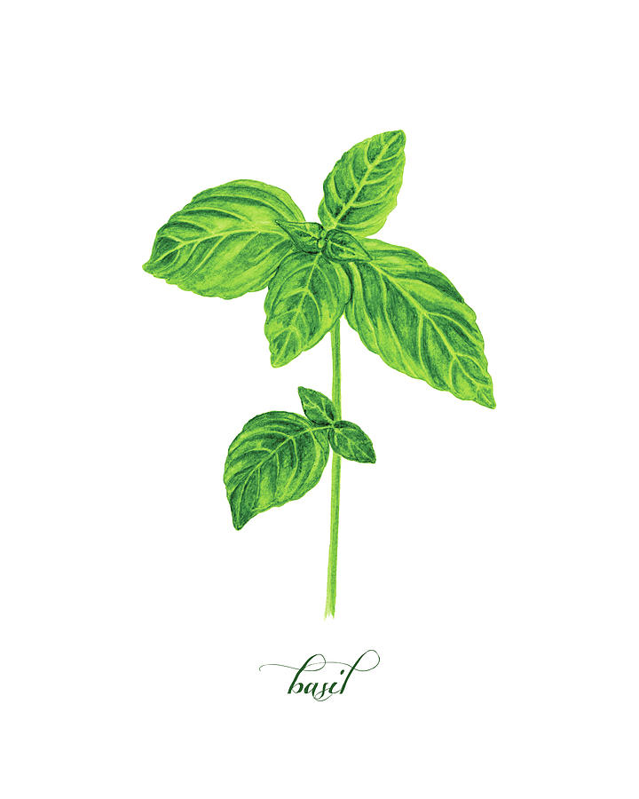 720x900 Basil