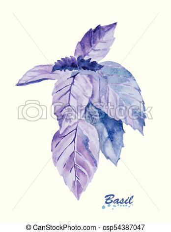348x470 Watercolor Basil Leaves. Hand Painted Realistic Illustration On