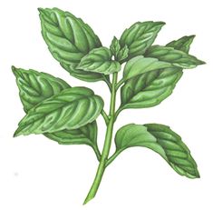235x231 Watercolor Basil With Typography Artwork. Ltbrgt Ltbrgt Botanical