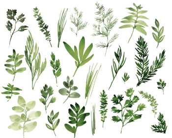 350x280 Watercolor Herbs, Hand Painted Leaves, Foliage, Food, Basil