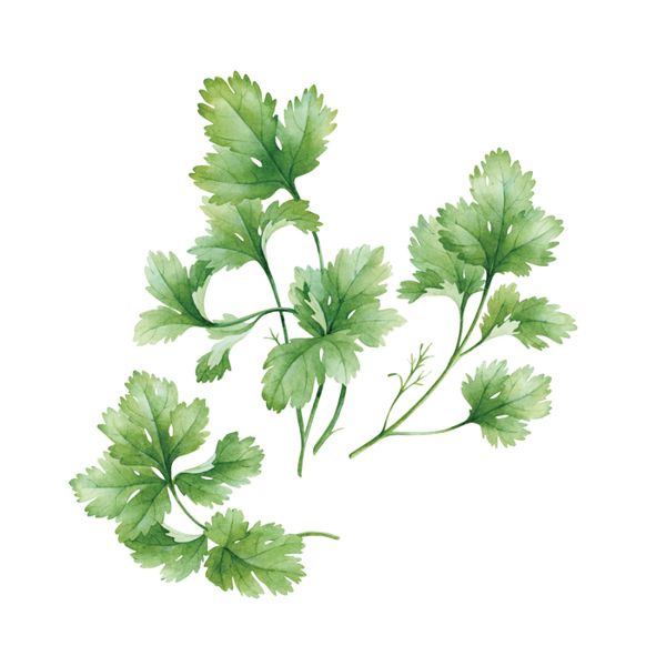 600x600 Watercolor Basil Amp Coriander By Natalia Tyulkina, Via Behance