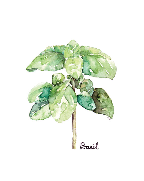 570x714 Basil Herb Painting