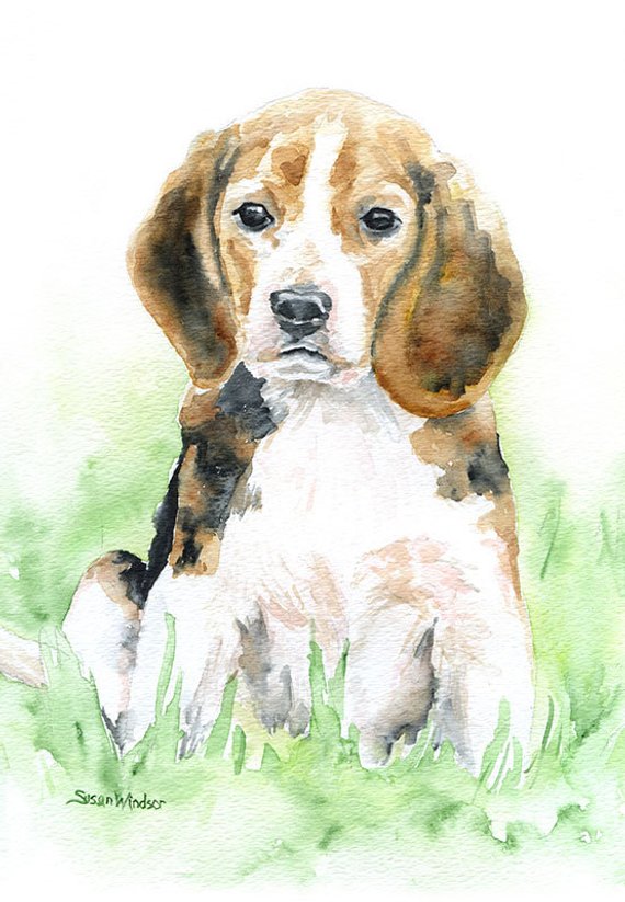 570x823 Beagle Watercolor Painting Giclee Print 8 X 10 8.5 X 11