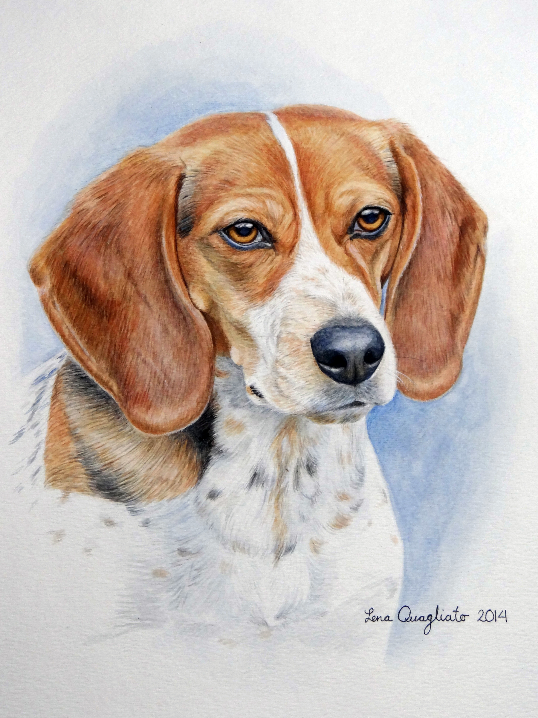 1800x2400 Bow, The Beagle Fine Art And Portraits By Lena Quagliato