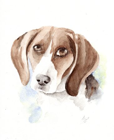 365x450 Watercolor Beagle Dog Portrait Pet Portraits
