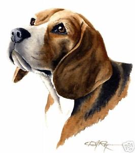 266x300 Beagle Art Print Watercolor Painting 8.5 X 11 Signed By Artist Dj