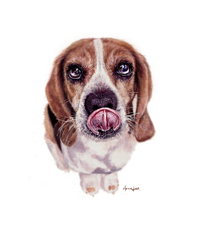 670x756 Beagle