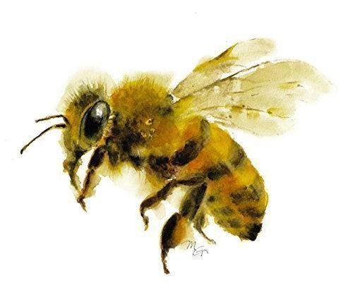 500x425 Honey Bee Watercolor Giclee Print Handmade