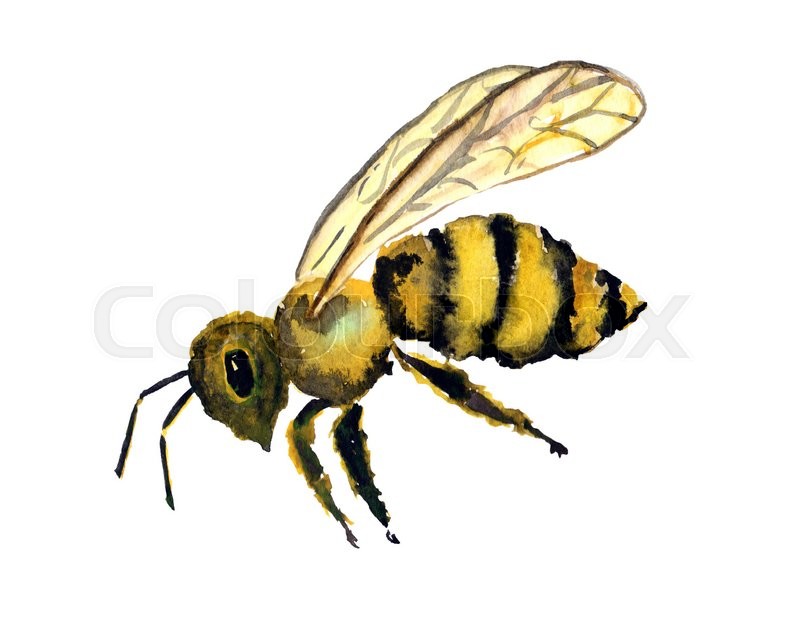 800x640 Watercolor Bee Clipart Stock Photo Colourbox