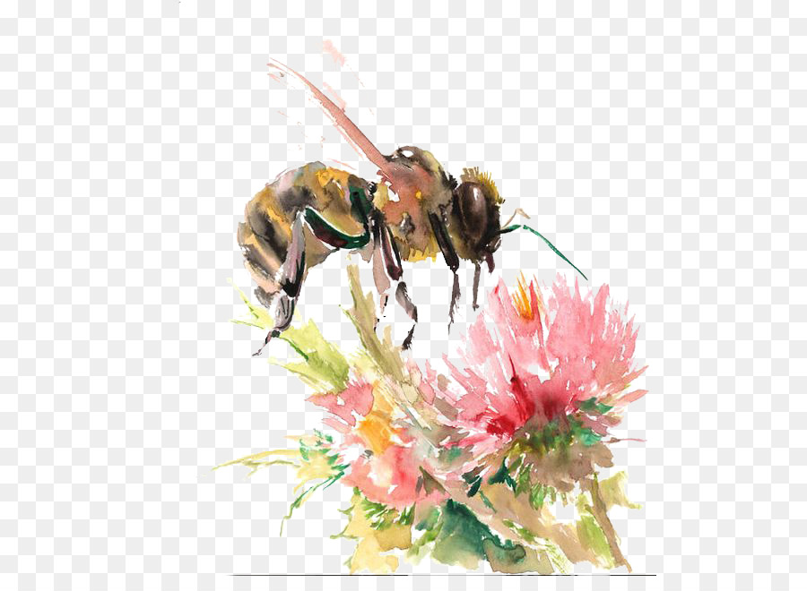 900x660 Bee Watercolor Flowers Watercolor Painting Drawing