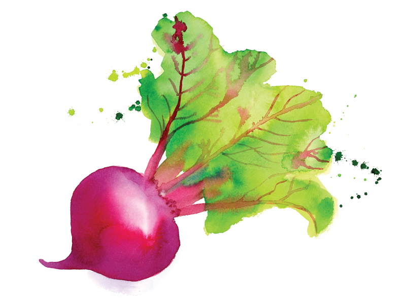 800x600 Watercolor Beet By Karen Kurycki