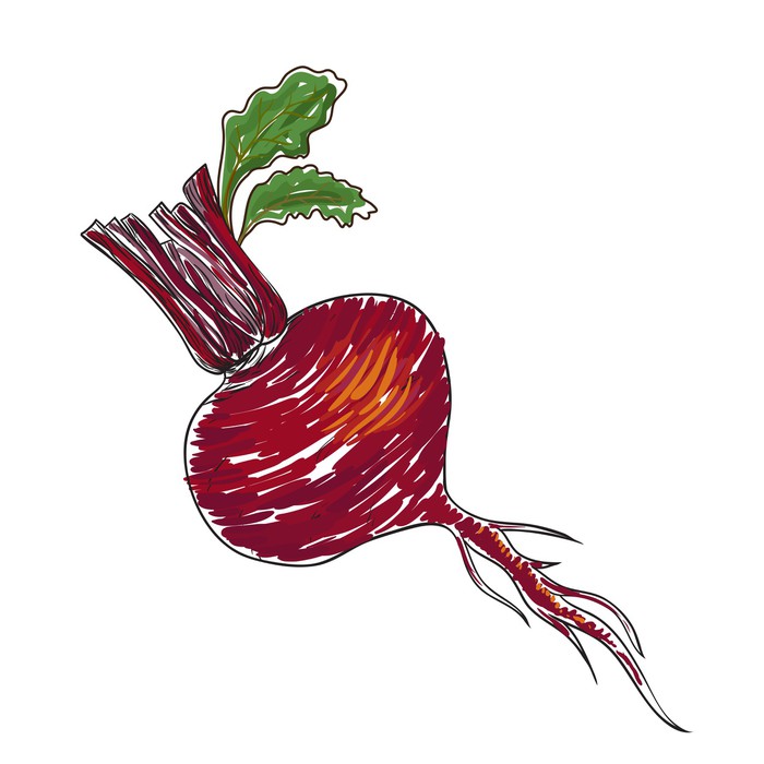 700x700 Watercolor Beet Isolated In Vector Wall Mural We Live
