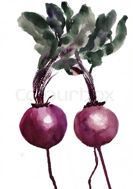 564x800 Watercolor Illustration Of Red Beets Stock Photo Colourbox